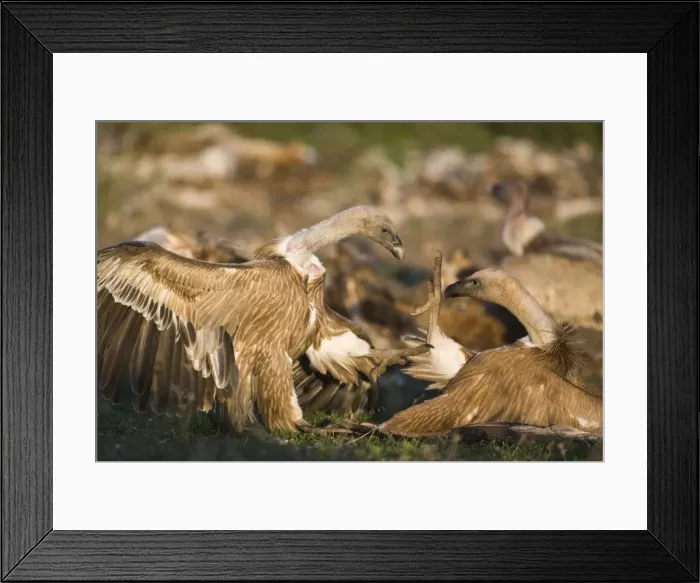 Framed Print : Picture No. 10872397 Framed Print : Picture No. 10872397