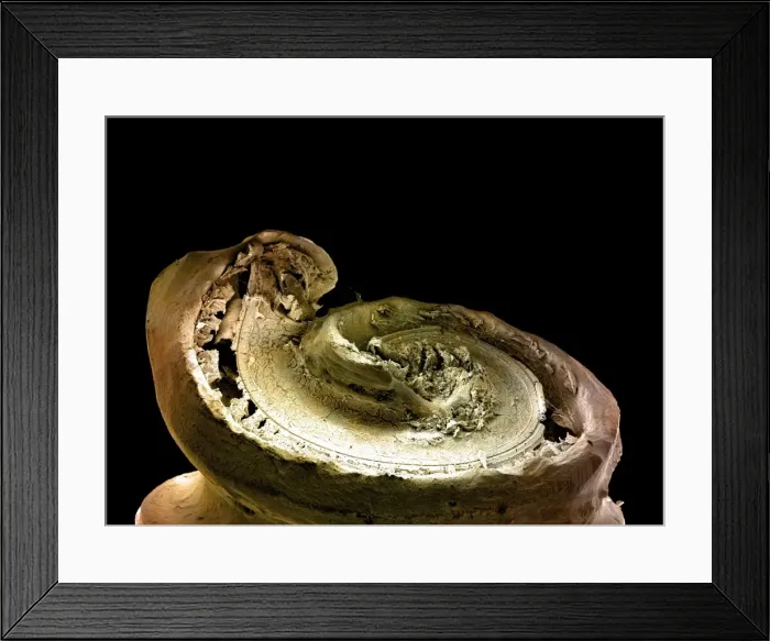 Framed Print : Picture No. 10873596 Framed Print : Picture No. 10873596