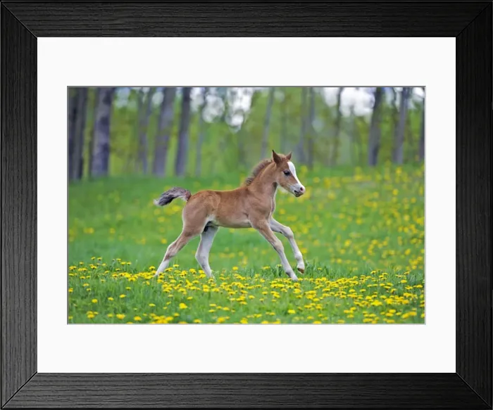 Framed Print : Picture No. 10872588 Framed Print : Picture No. 10872588