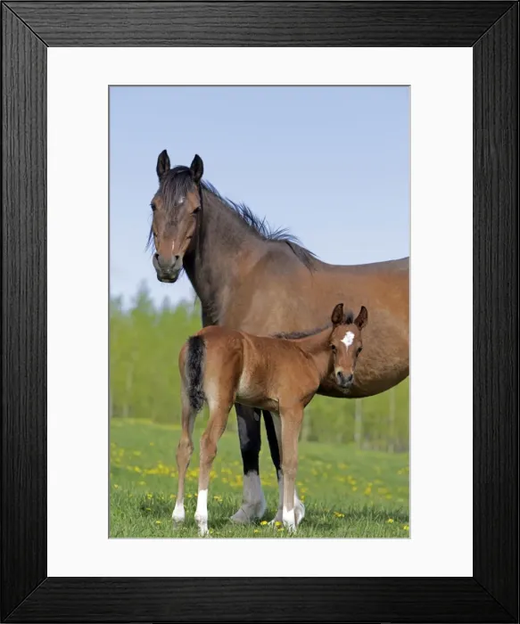 Framed Print : Picture No. 10872604 Framed Print : Picture No. 10872604