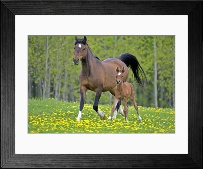 Framed Print : Picture No. 10872617 Framed Print : Picture No. 10872617