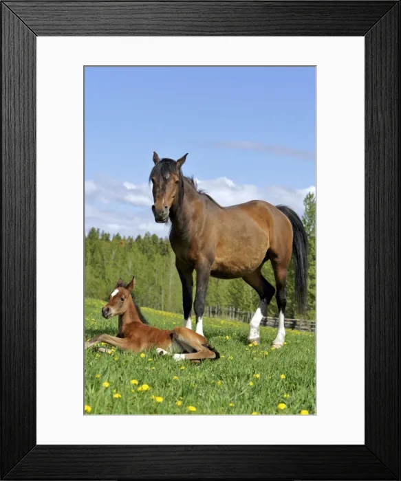 Framed Print : Picture No. 10872606