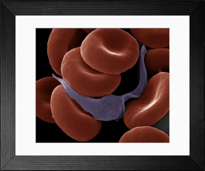 Framed Print : Picture No. 10873703 Framed Print : Picture No. 10873703