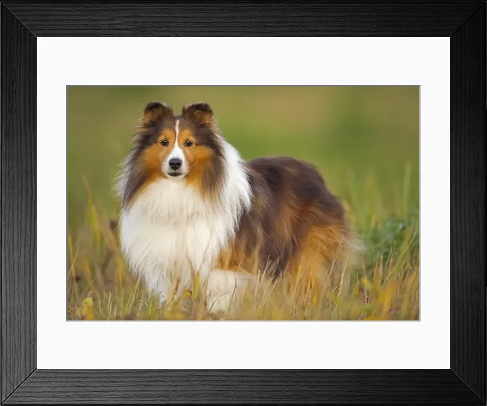 Framed Print : Picture No. 10873880