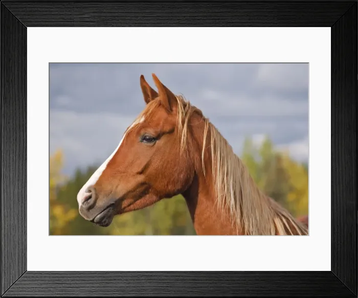 Framed Print : Picture No. 10873888 Framed Print : Picture No. 10873888
