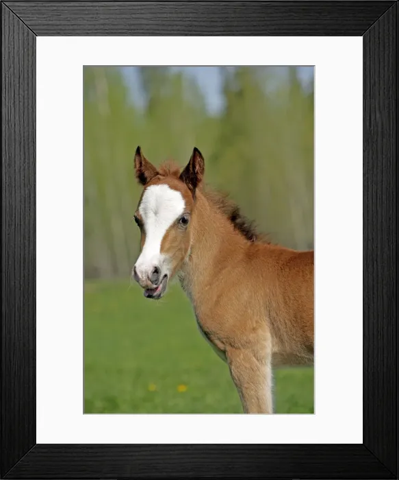 Framed Print : Picture No. 10872608 Framed Print : Picture No. 10872608
