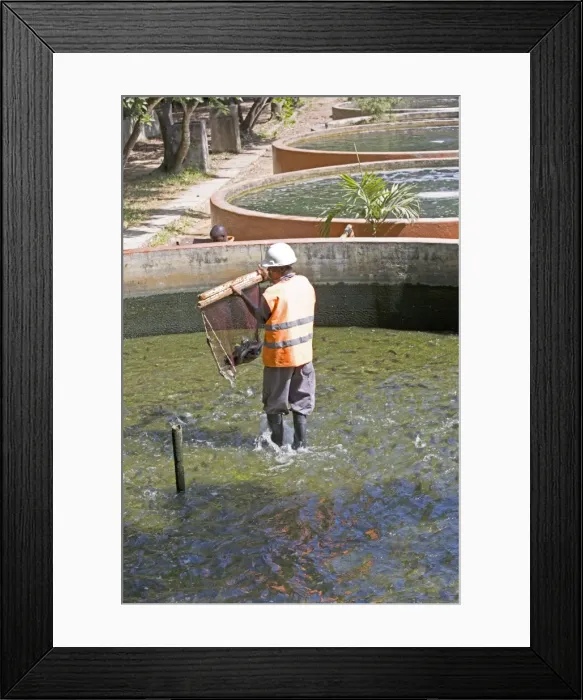 Framed Print : Picture No. 10873454 Framed Print : Picture No. 10873454