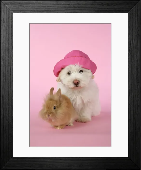 Framed Print : Picture No. 10872267 Framed Print : Picture No. 10872267