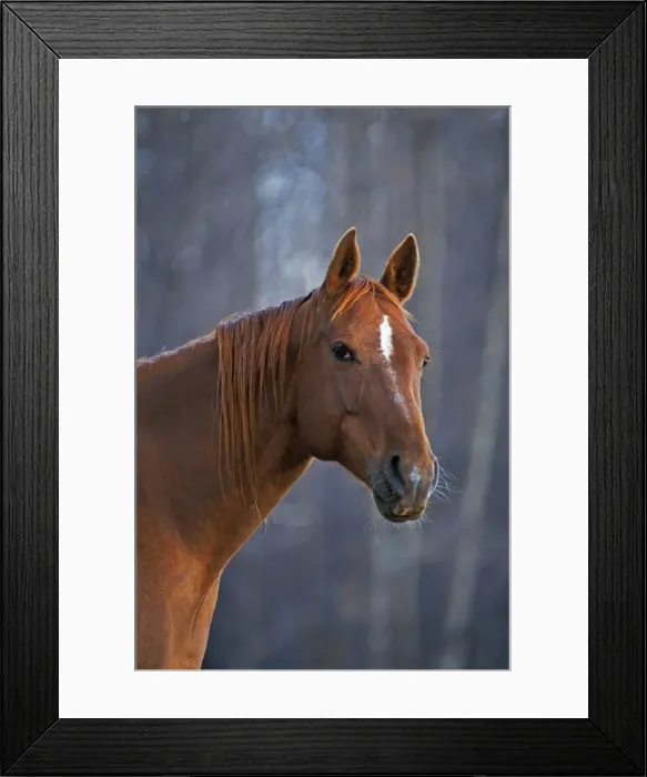 Framed Print : Picture No. 10874252 Framed Print : Picture No. 10874252