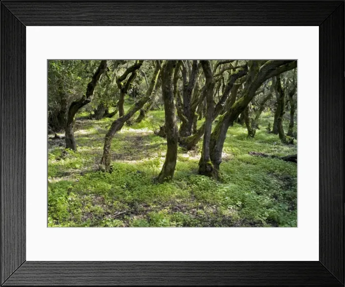 Framed Print : Picture No. 10874120 Framed Print : Picture No. 10874120