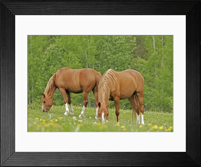 Framed Print : Picture No. 10872580 Framed Print : Picture No. 10872580