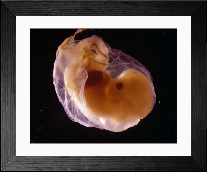 Framed Print : Picture No. 10873642 Framed Print : Picture No. 10873642
