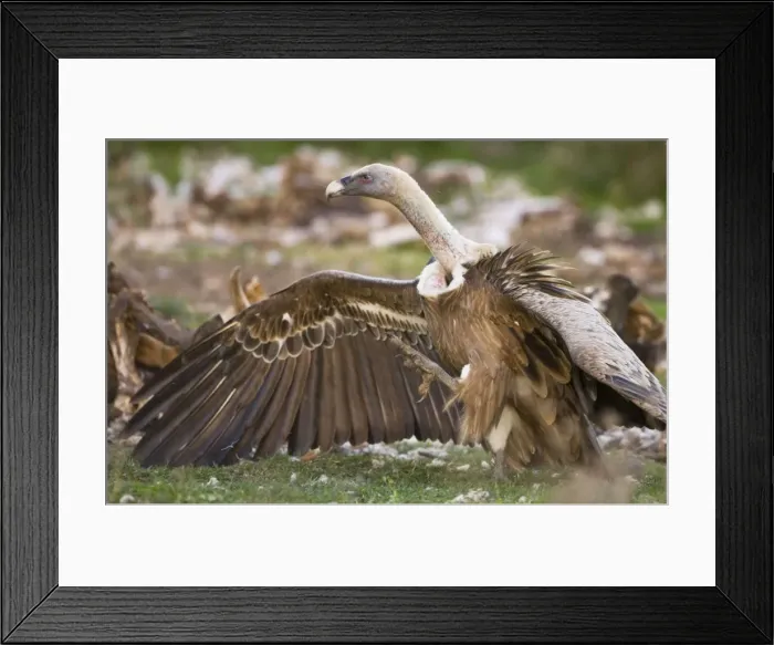 Framed Print : Picture No. 10872400 Framed Print : Picture No. 10872400