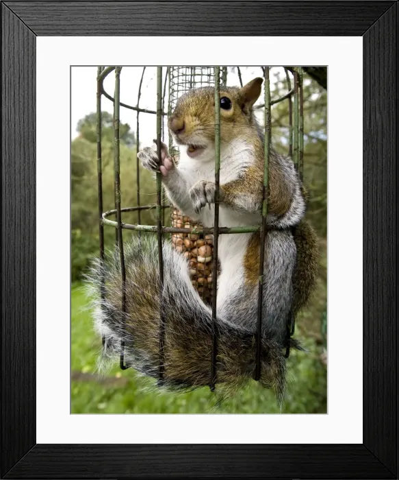 Framed Print : Picture No. 10872311 Framed Print : Picture No. 10872311