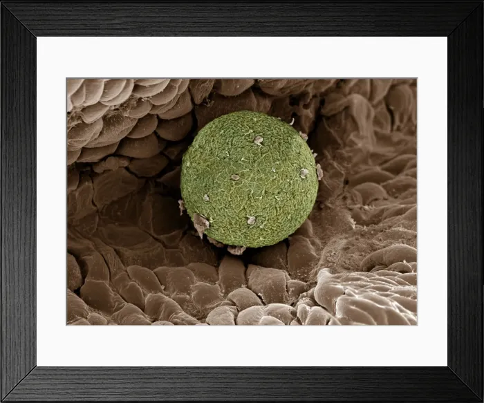 Framed Print : Picture No. 10873616