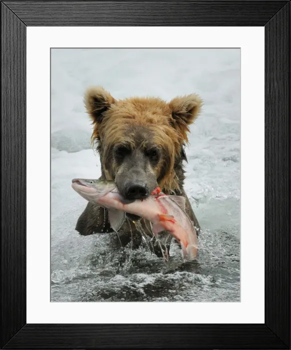 Framed Print : Picture No. 10872430