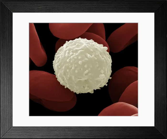Framed Print : Picture No. 10873675 Framed Print : Picture No. 10873675