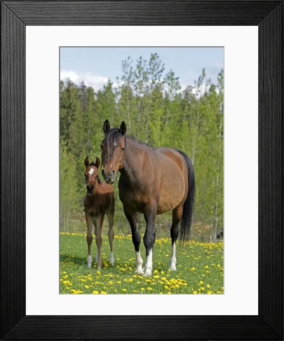 Framed Print : Picture No. 10872601 Framed Print : Picture No. 10872601
