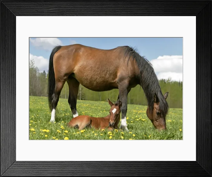 Framed Print : Picture No. 10872599 Framed Print : Picture No. 10872599