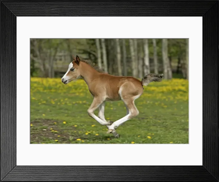 Framed Print : Picture No. 10872621 Framed Print : Picture No. 10872621