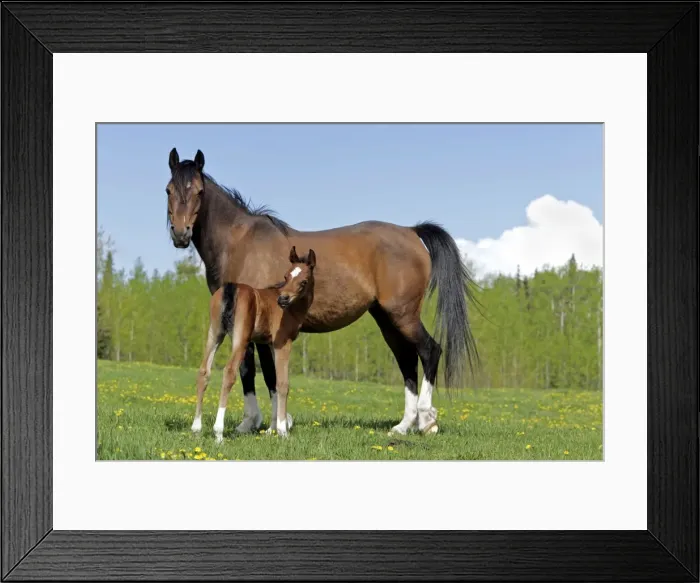Framed Print : Picture No. 10872605 Framed Print : Picture No. 10872605