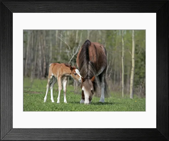 Framed Print : Picture No. 10872610 Framed Print : Picture No. 10872610