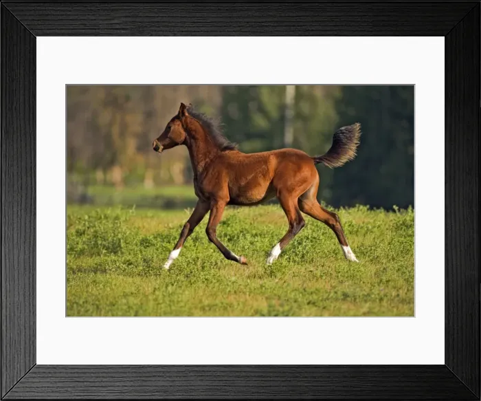 Framed Print : Picture No. 10873891