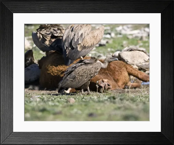 Framed Print : Picture No. 10872382 Framed Print : Picture No. 10872382