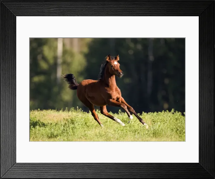 Framed Print : Picture No. 10873890 Framed Print : Picture No. 10873890