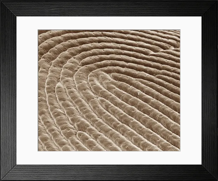 Framed Print : Picture No. 10873617