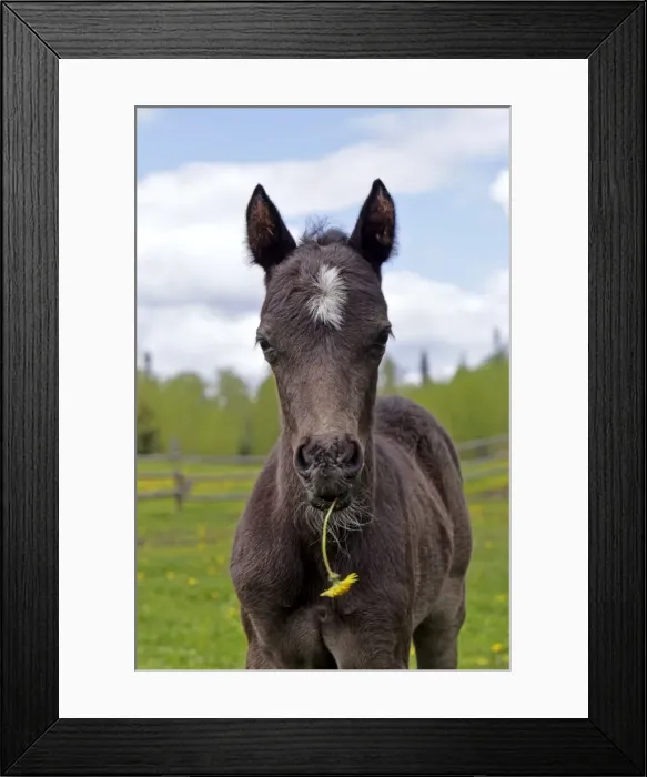 Framed Print : Picture No. 10872597 Framed Print : Picture No. 10872597