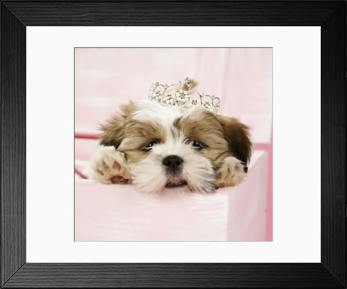 Framed Print : Picture No. 10872266 Framed Print : Picture No. 10872266