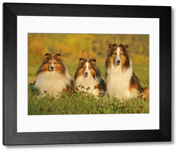 Framed Print : Picture No. 10873877 Framed Print : Picture No. 10873877