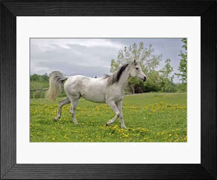 Framed Print : Picture No. 10872581 Framed Print : Picture No. 10872581