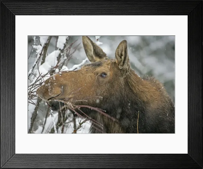 Framed Print : Picture No. 10874253 Framed Print : Picture No. 10874253