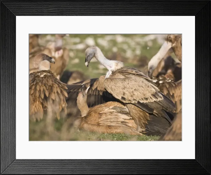 Framed Print : Picture No. 10872393 Framed Print : Picture No. 10872393