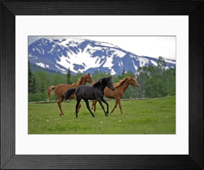Framed Print : Picture No. 10872623