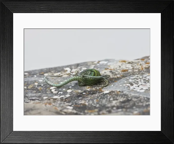 Framed Print : Picture No. 10872363 Framed Print : Picture No. 10872363