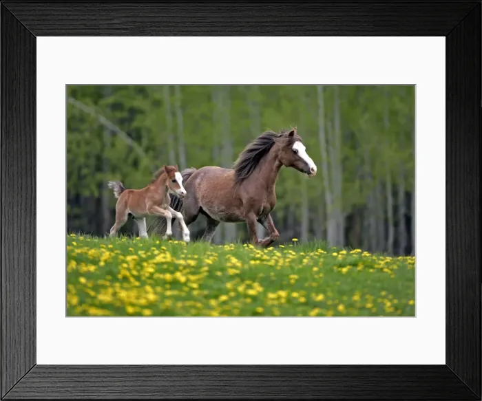 Framed Print : Picture No. 10872619 Framed Print : Picture No. 10872619