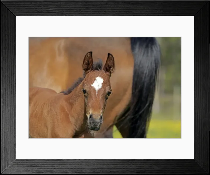 Framed Print : Picture No. 10872618 Framed Print : Picture No. 10872618