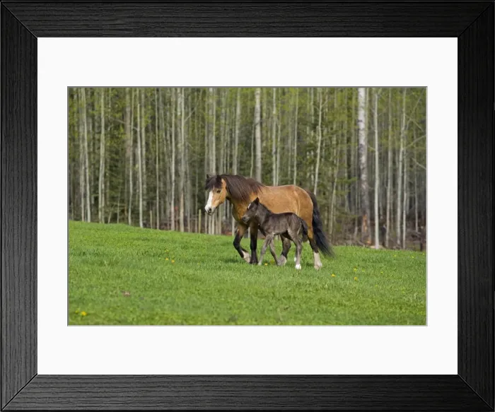 Framed Print : Picture No. 10872590 Framed Print : Picture No. 10872590
