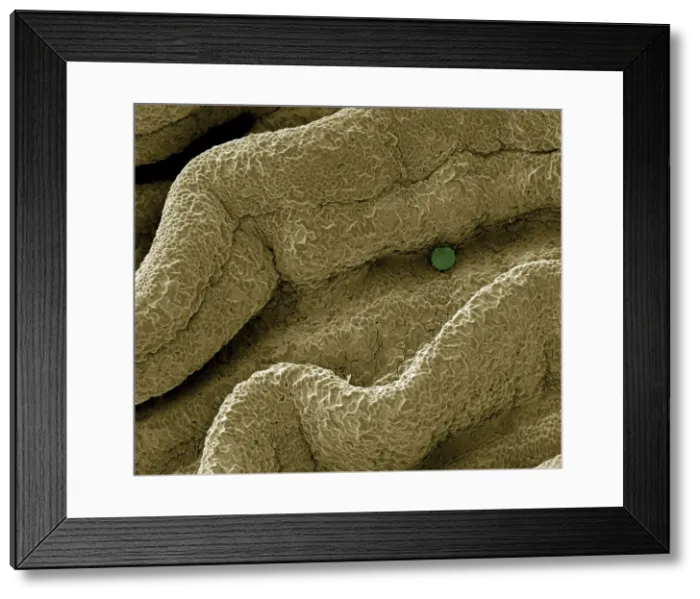 Framed Print : Picture No. 10873615 Framed Print : Picture No. 10873615