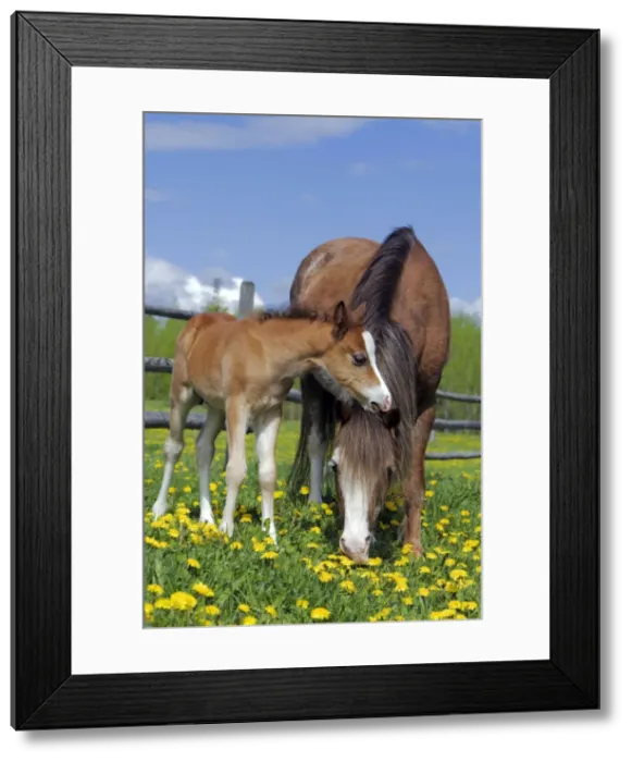 Framed Print : Picture No. 10872589 Framed Print : Picture No. 10872589