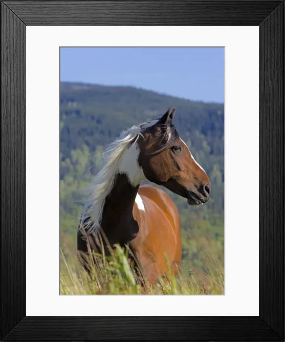 Framed Print : Picture No. 10872584 Framed Print : Picture No. 10872584