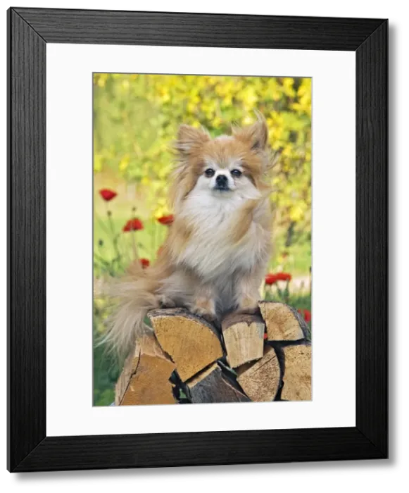 Framed Print : Picture No. 10873889 Framed Print : Picture No. 10873889