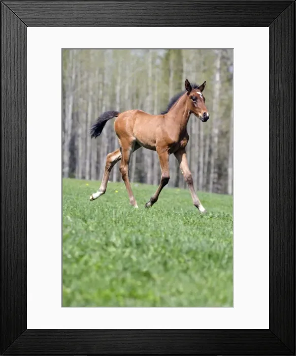 Framed Print : Picture No. 10872592 Framed Print : Picture No. 10872592