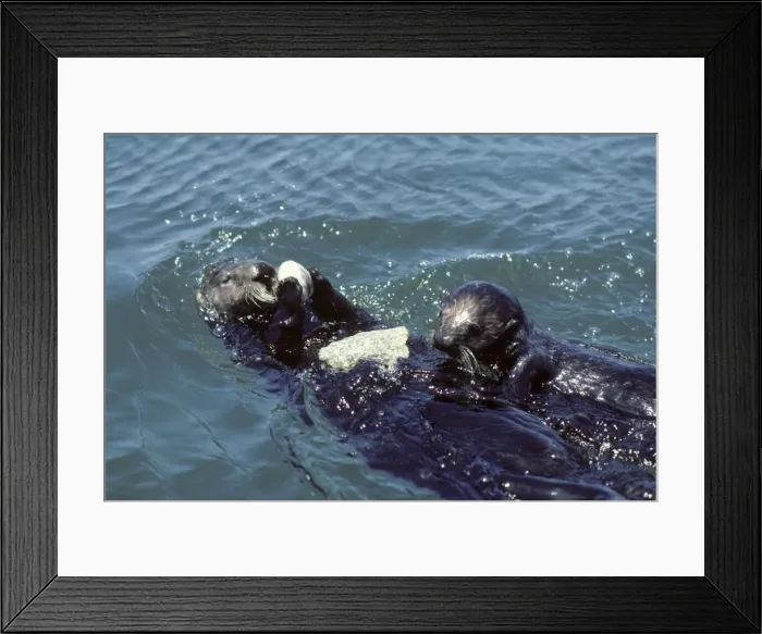 Framed Print : Picture No. 10873781 Framed Print : Picture No. 10873781