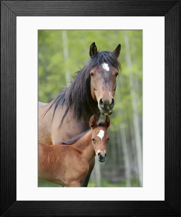 Framed Print : Picture No. 10872598 Framed Print : Picture No. 10872598