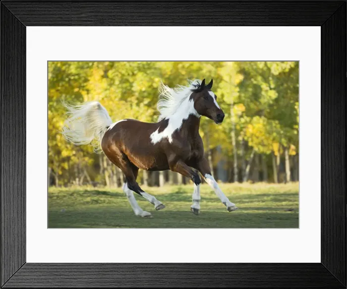 Framed Print : Picture No. 10873884 Framed Print : Picture No. 10873884