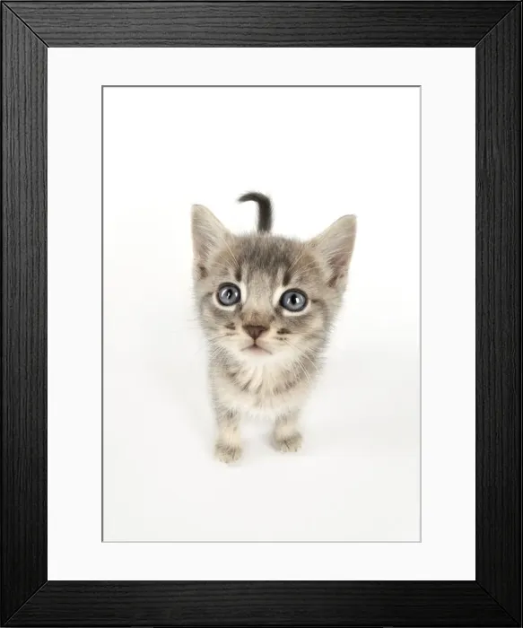 Framed Print : Picture No. 10873463 Framed Print : Picture No. 10873463